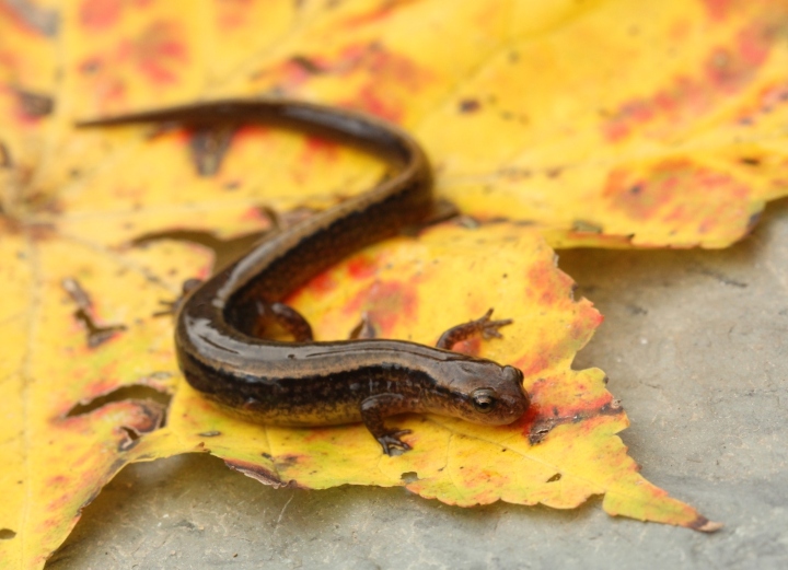 Northern Two-lined Salamander